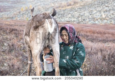 Tsaatan woman milking a reindeer in northern Mongolia