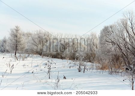 scenic winter landscape. view trees with snow