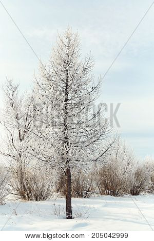 scenic winter landscape. view trees with snow