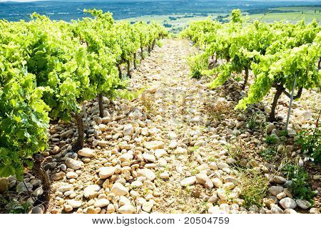 vinmarker nær Chateauneuf-du-Pape, Provence, Frankrig
