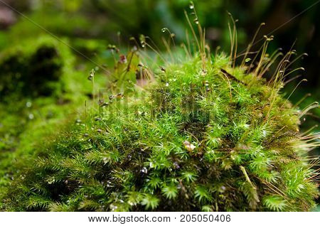 Beautiful moss in tropical jungle rain forest, Thailand. beautiful water drops of water on the branches green moss.