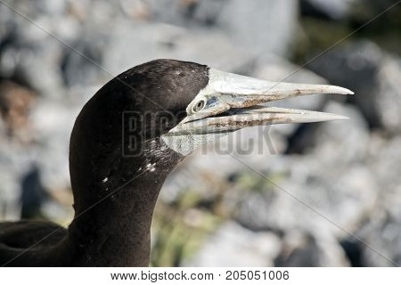 this is a close up of a brown booby