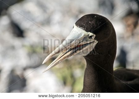 this is a close up of a brown booby