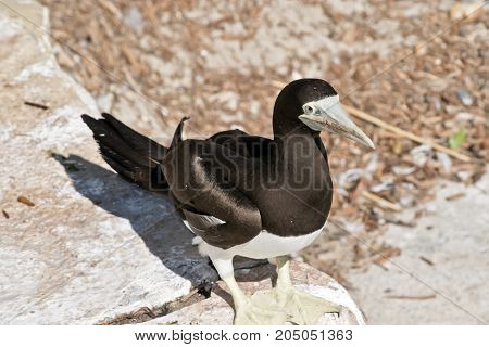 the brown booby is standing on a rock