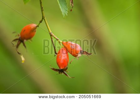 Beautiful ripe fruits of sweet-briar rose in a bush. Colorful autumn close up. Good fruits with vitamins.