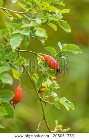 Beautiful ripe fruits of sweet-briar rose in a bush. Colorful autumn close up. Good fruits with vitamins.