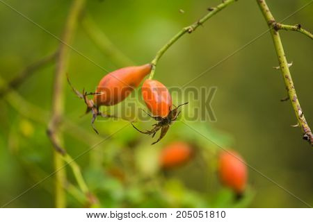 Beautiful ripe fruits of sweet-briar rose in a bush. Colorful autumn close up. Good fruits with vitamins.