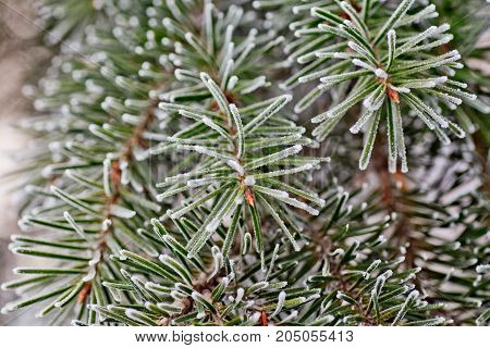Branch of blue fir-tree blue green white Colorado blue spruce Picea pungens covered with hoarfrost. New Year's Bekraund. Place for a copy-paste.