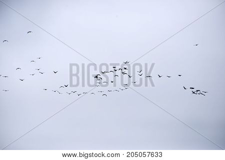 Flock of cormorants in the air over Roemoe island in th Danish Wadden Sea. Danish national park under UNESCO World Heritage.