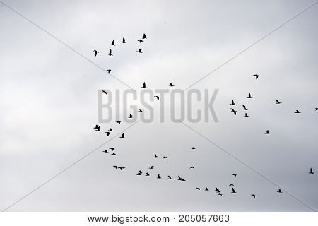 Flock of cormorants in the air over Roemoe island in th Danish Wadden Sea. Danish national park under UNESCO World Heritage.