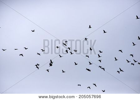Flock of cormorants in the air over Roemoe island in th Danish Wadden Sea. Danish national park under UNESCO World Heritage.