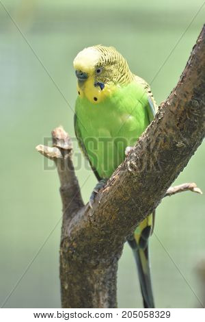 Fun colorful green and yellow budgie sitting in a tree.