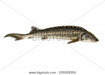 Fish Sturgeon