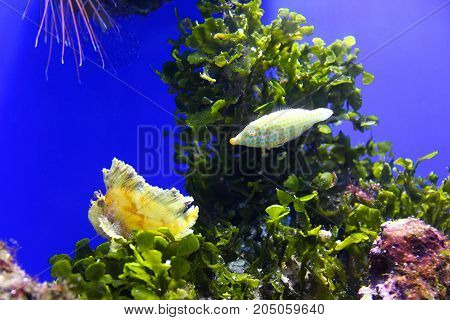 Underwater scene with the orange spotted filefish