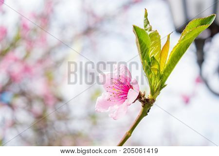 Gentle pink peach tree flowers on a branch. Blurred background. Soft colors.