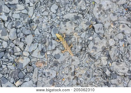 Close up small tailless lizard on stone background