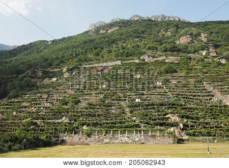 Vineyard Grapevine Plantation In Aosta Valley