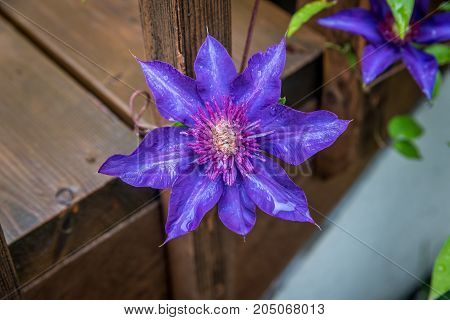 Blue Clematis