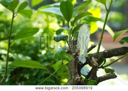 andara  healing crystal on a green leaf.