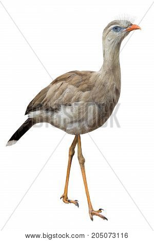 Red Long-legged Seriema Bird