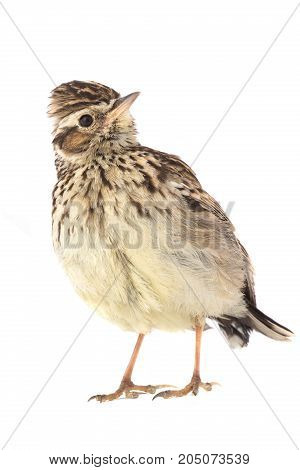 Wood Lark