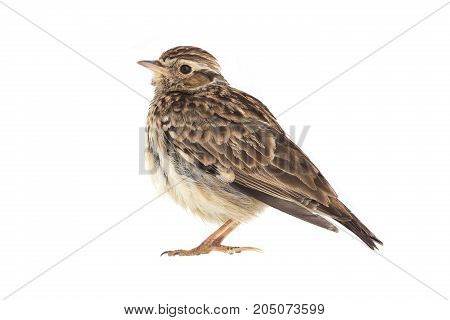 Wood Lark