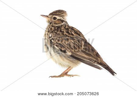 Wood Lark