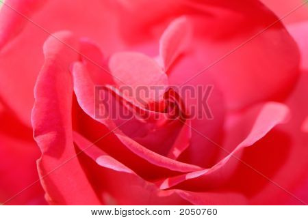 Rosa vermelha