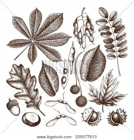 Vintage set of hand drawn leaves and seeds illustration. Vector autumn collection with bird. Wedding invitation. Outlines.
