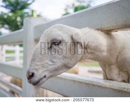 Closeup of white dairy breed goat in farm while looking for something. Farm concept with white goat.