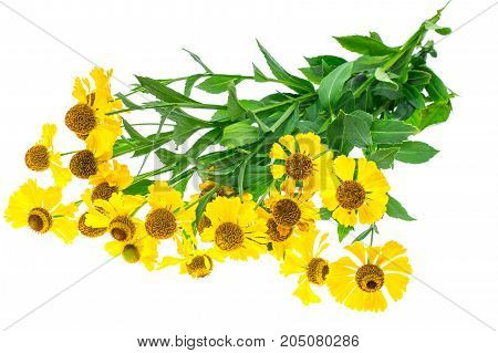 Yellow flowers of helenium garden. Studio Photo