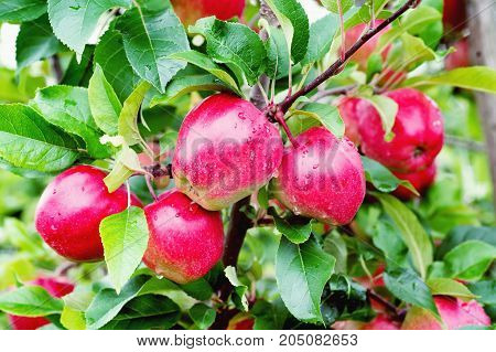 Gloster Apple Tree Branch With Apple After Rain