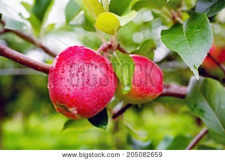 Gloster Apple Tree Branch With Apple After Rain