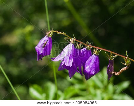 Blue-purple Bellflower Campanula flowers with bokeh background close-up selective focus shallow DOF