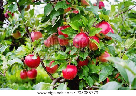 Gloster Apple Tree Branch With Apple After Rain
