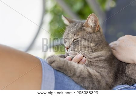 Top view of a furry tabby cat lying on its owner's lap enjoying being cuddled and purring.