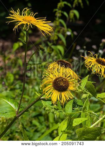 Blooming Telekia Speciosa yellow flowers macro selective focus shallow DOF.