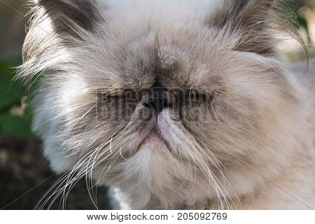 Blinded persian cat resembling Tyrion Lannister ( Felis catus)