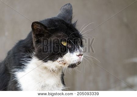 Poor shabby black-and-white cat with gaunt eyes