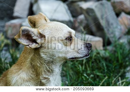Red white courtyard dog Preacher looks away