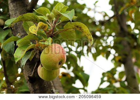 Apple Tree In Autumn Healthy Fruit