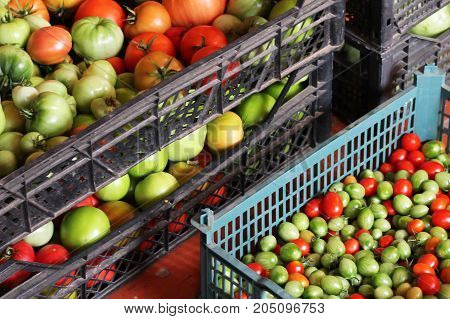 Group Of Fresh Tomatoes