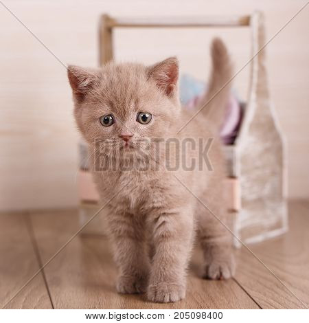 Cat, thoroughbred cat, pet - Cyamine color Scottish Cat