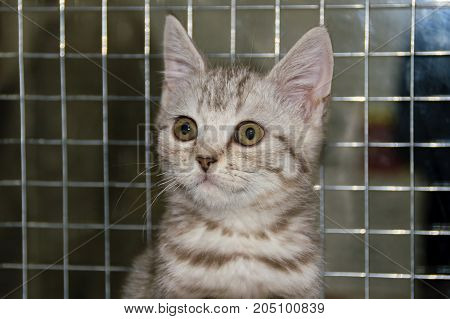 portrait of a kitten in an open-air cage in a zoo store