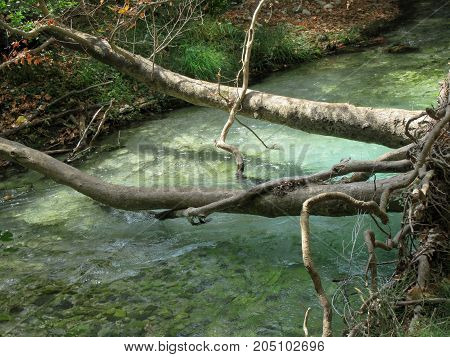 Trees over the river Aheron in Glitsky Park , Greece