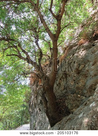The tree in the rock.  In Glitsky Park near the springs of the river Aheron, Greece