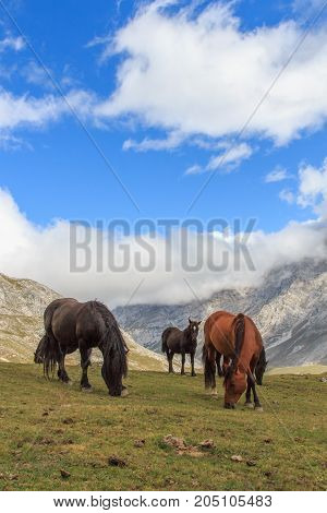 Route through the wonderful places of the Picos de Europa.