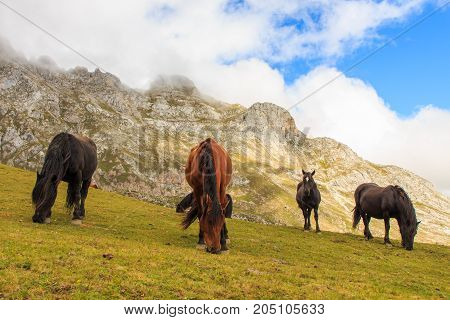 Route through the wonderful places of the Picos de Europa.