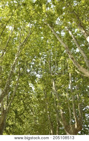 Grove in footpath in Banyoles Girona in northeastern Catalonia Spain.
