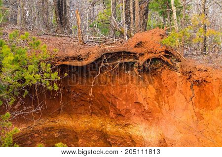 Red loamy cliff and roots of tree sprouted through it in Providence Canyon USA